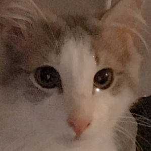 Meet your Posher, Eliza